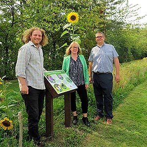Wildflower meadow opening